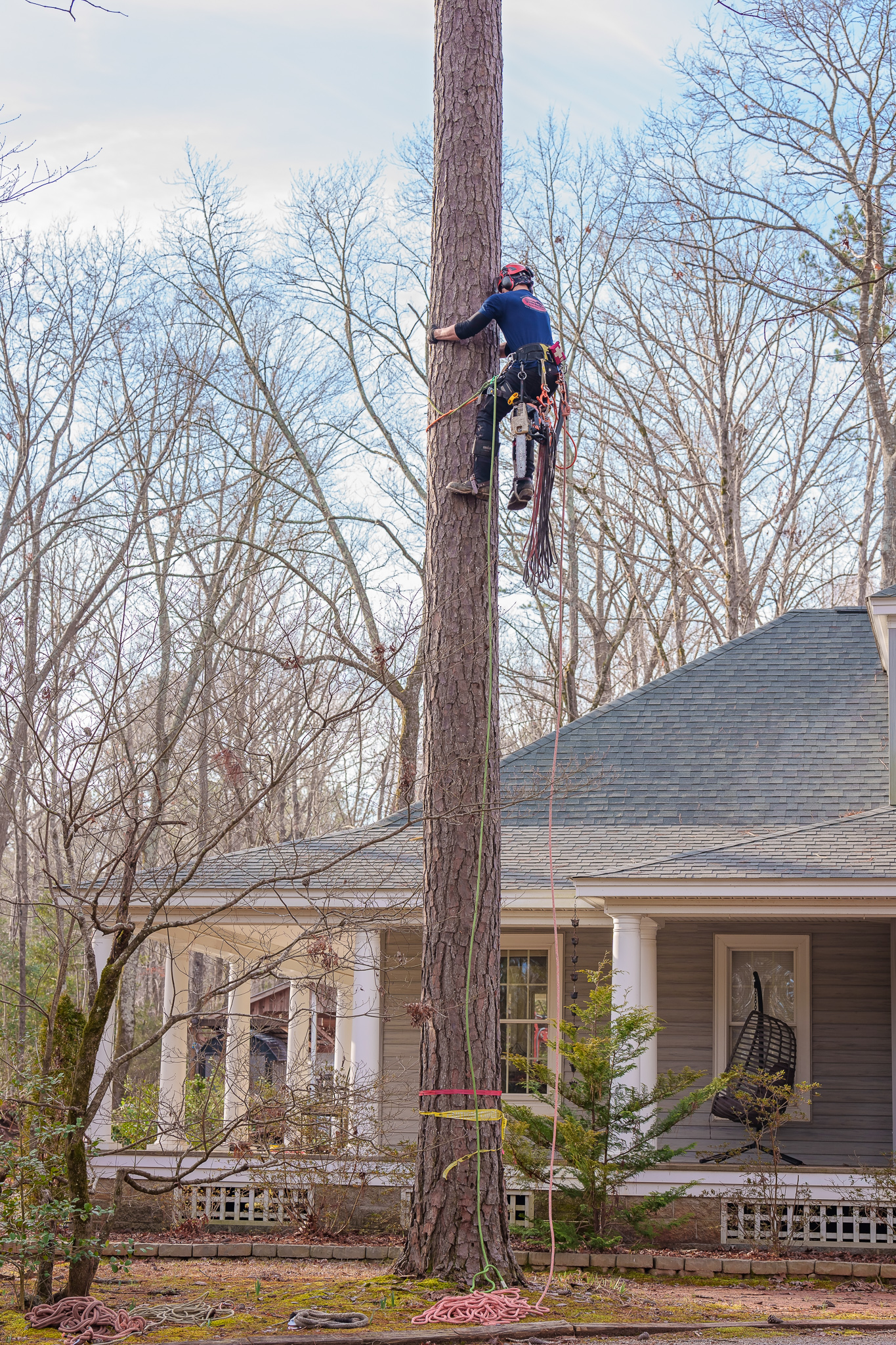 Tree Removal Work